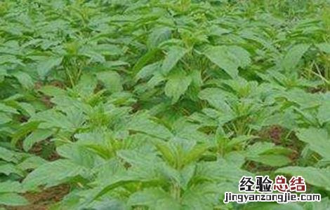 芝麻的苗期管理技术 芝麻出苗后的管理