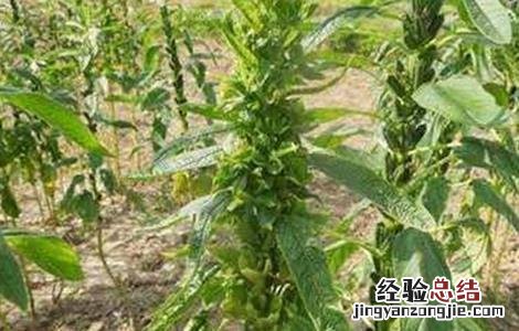 芝麻的种植密度 芝麻的种植条件