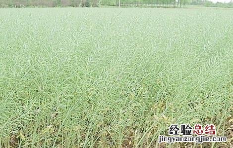 油菜种植如何鉴别缺肥症 油菜种植如何鉴别缺肥症害