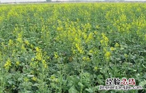 油菜种植如何鉴别缺肥症 油菜种植如何鉴别缺肥症害