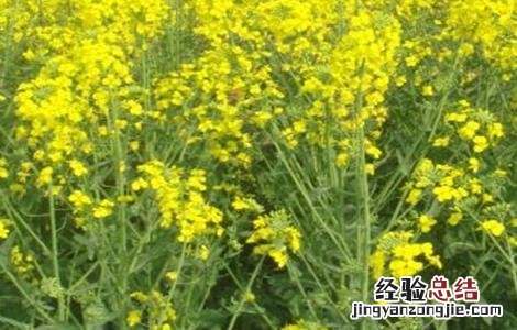 油菜种植如何鉴别缺肥症 油菜种植如何鉴别缺肥症害