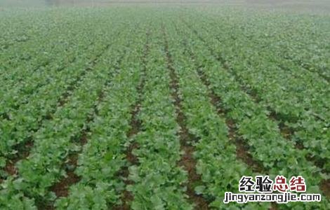 油菜种植如何鉴别缺肥症 油菜种植如何鉴别缺肥症害