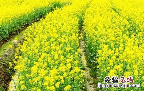 油菜种植如何鉴别缺肥症 油菜种植如何鉴别缺肥症害