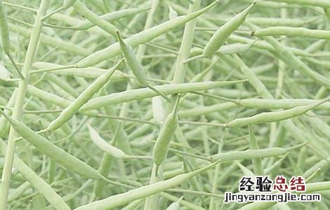 油菜种植如何鉴别缺肥症 油菜种植如何鉴别缺肥症害