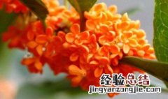 橘红色的桂花能吃吗 橘红色的桂花能吃吗