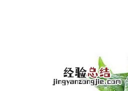 大叶子绿萝怎么养护 大叶绿萝养殖注意事项