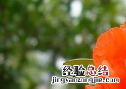 石榴花养殖方法及注意事项视频 石榴花养殖方法及注意事项