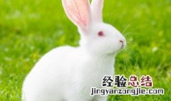 63年属什么生肖 63年属什么生肖的是什么命