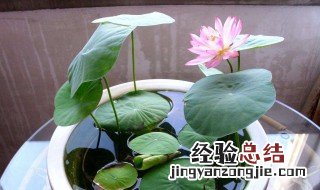 碗莲缸多深合适 深缸怎么养碗莲