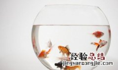 怎么在缸里种荷花养鱼 如何在荷花缸里养鱼