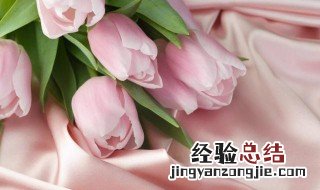 发了芽的郁金香怎么种 郁金香发芽后