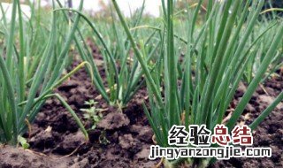 盆栽怎么种小葱好 盆栽怎么种小葱