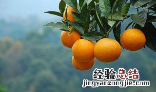 柑子上火吗 柑橘上火吗