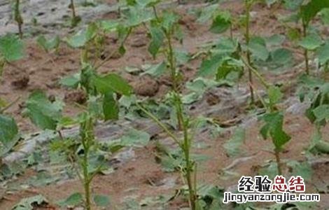 棉花苗期管理技术要点 棉花苗期的管理措施