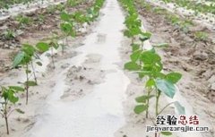 棉花苗期管理技术要点 棉花苗期的管理措施