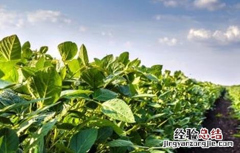 大豆对环境条件的要求 大豆对环境条件的要求是什么