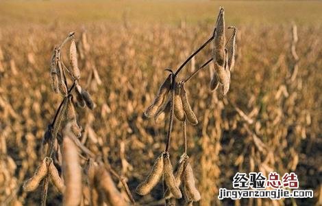 大豆对环境条件的要求 大豆对环境条件的要求是什么