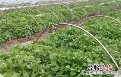 紫薯种植的注意事项 紫薯应该怎么种植