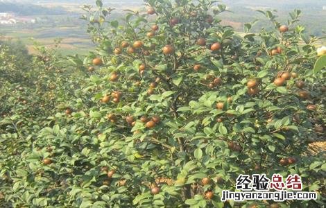 油茶树的管理方法 油茶树怎么管理
