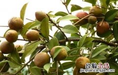 油茶树的管理方法 油茶树怎么管理