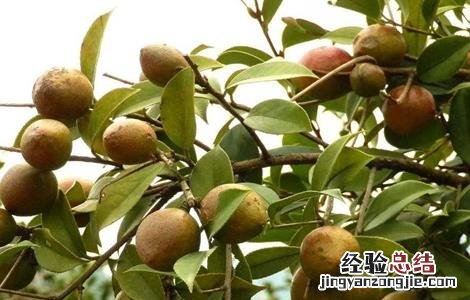 油茶树的管理方法 油茶树怎么管理