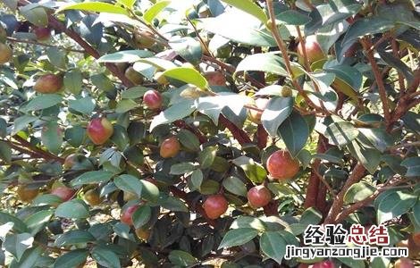 油茶树的管理方法 油茶树怎么管理