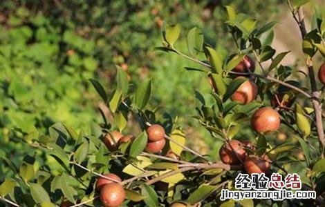 油茶树的管理方法 油茶树怎么管理