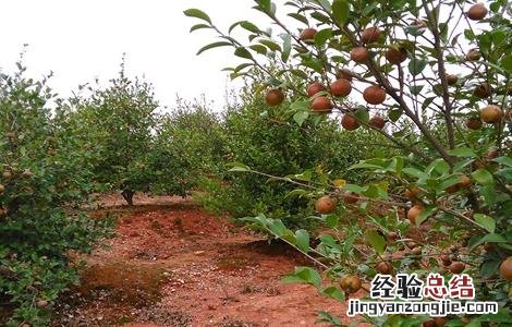油茶树的管理方法 油茶树怎么管理