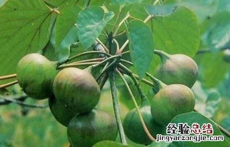 油桐的种植技术 油桐的栽培技术