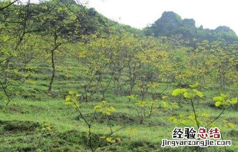 油桐的种植技术 油桐的栽培技术