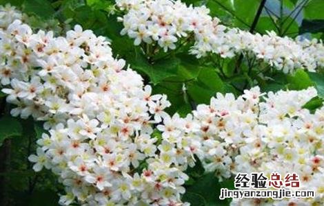 油桐的种植技术 油桐的栽培技术
