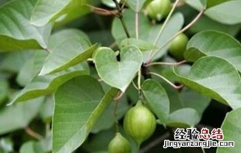 油桐的种植技术 油桐的栽培技术