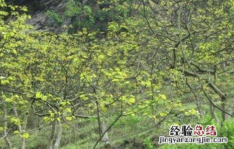油桐的种植技术 油桐的栽培技术