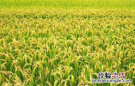 水稻的种植技术 水稻的种植技术和田间管理
