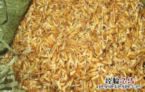 水稻的种植技术 水稻的种植技术和田间管理
