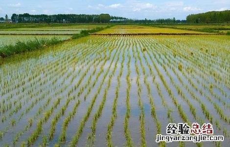 水稻的种植技术 水稻的种植技术和田间管理
