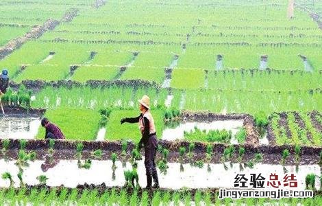 水稻的种植技术 水稻的种植技术和田间管理