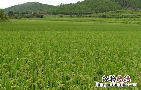 水稻的种植技术 水稻的种植技术和田间管理
