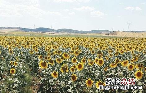 向日葵空秕怎么回事 向日葵籽粒空瘪