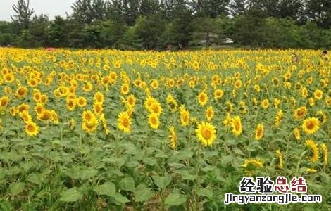 向日葵空秕怎么回事 向日葵籽粒空瘪