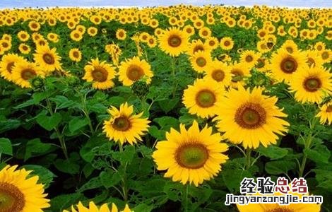 向日葵空秕怎么回事 向日葵籽粒空瘪