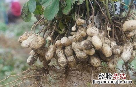 黑花生的种植方法视频 黑花生的种植方法