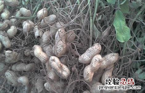 黑花生的种植方法视频 黑花生的种植方法
