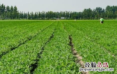 黑花生的种植方法视频 黑花生的种植方法