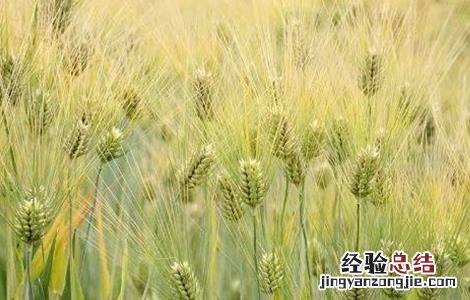 大麦的种植方法 大麦的种植方法顺序的简笔画