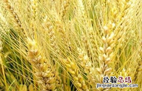 大麦的种植方法 大麦的种植方法顺序的简笔画