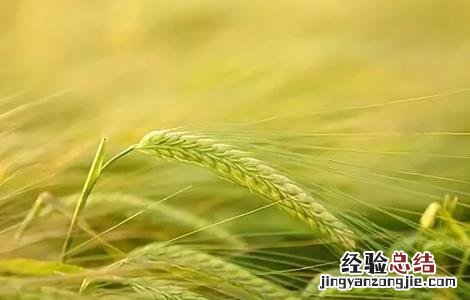 大麦的种植方法 大麦的种植方法顺序的简笔画