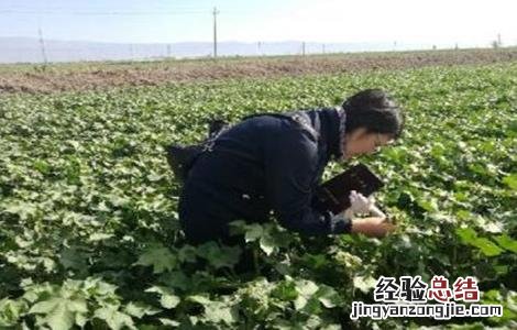 棉花打顶是为了促进营养生长还是生殖生长 棉花如何打顶