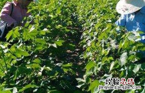 棉花打顶是为了促进营养生长还是生殖生长 棉花如何打顶