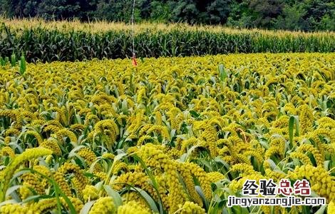 谷子的種植技術 谷子的種植技術与管理